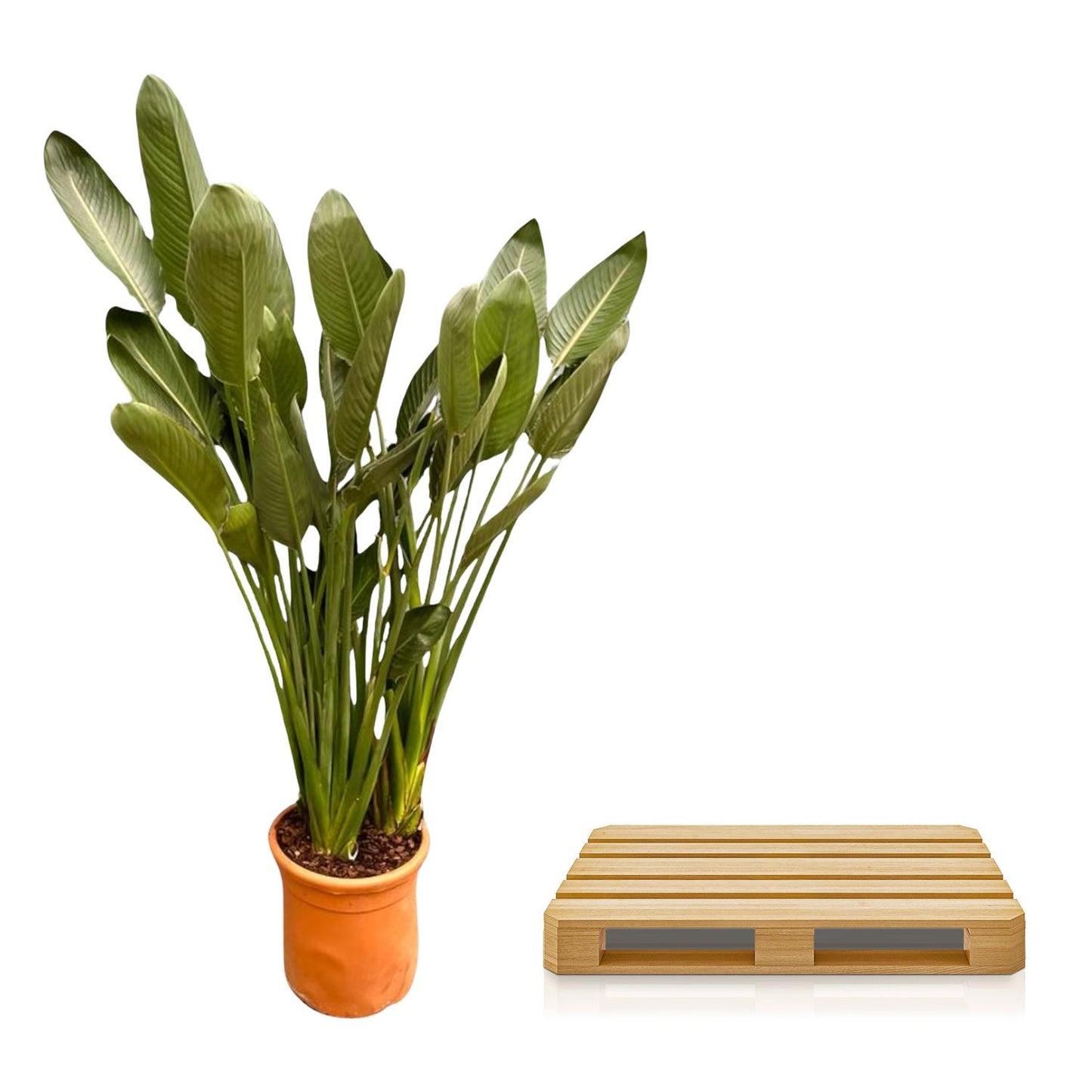 Strelitzia Reginae XXL - 200cm - ø50