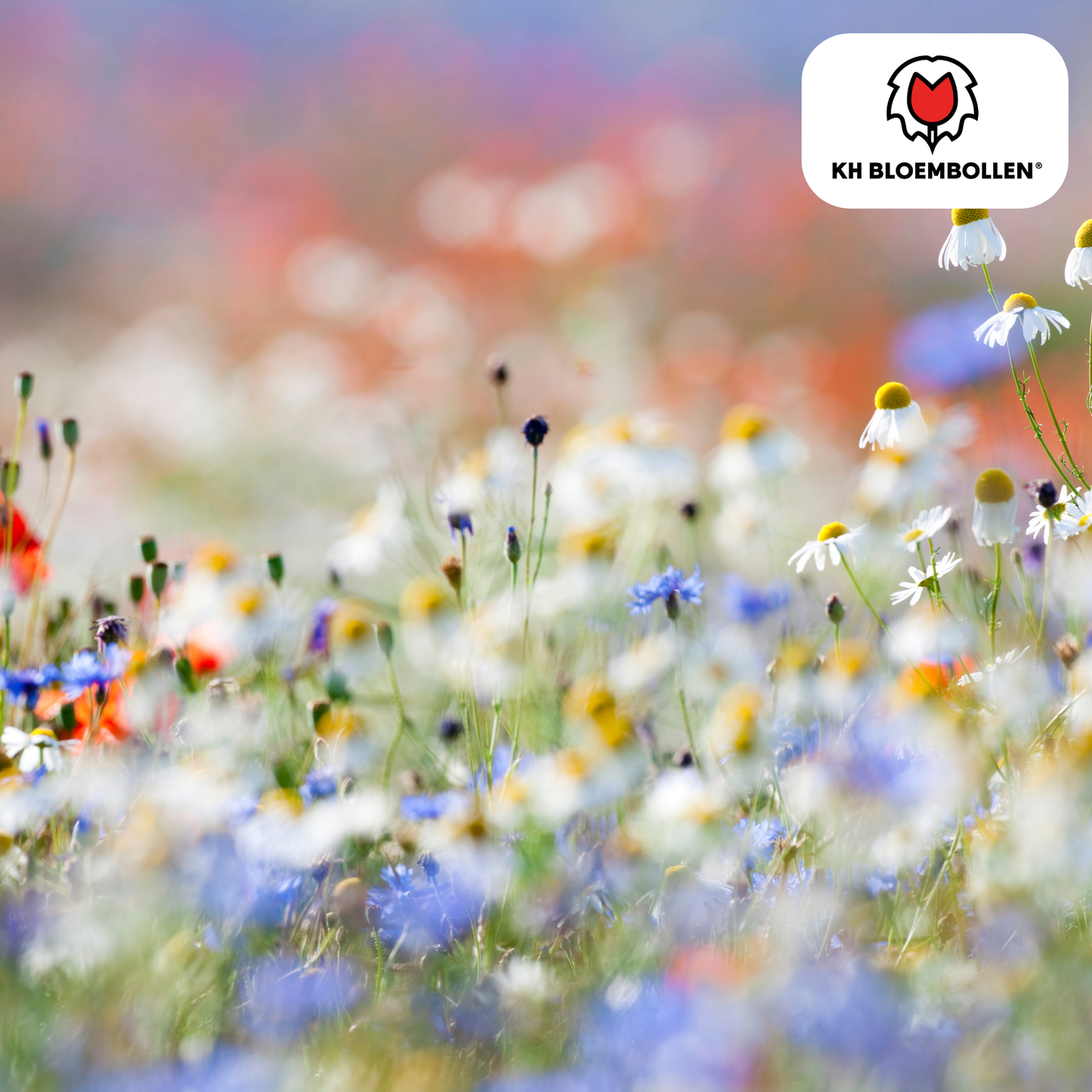 Wildblumenmischung 100g