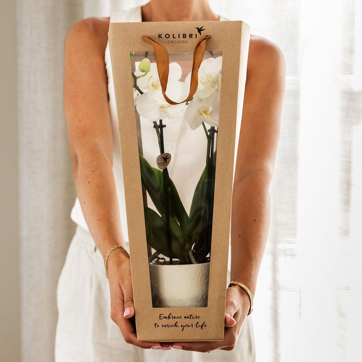 Pflanzengeschenk "Viel Glück" | Lausanne-Orchidee mit Topf, Karte & Geschenktasche