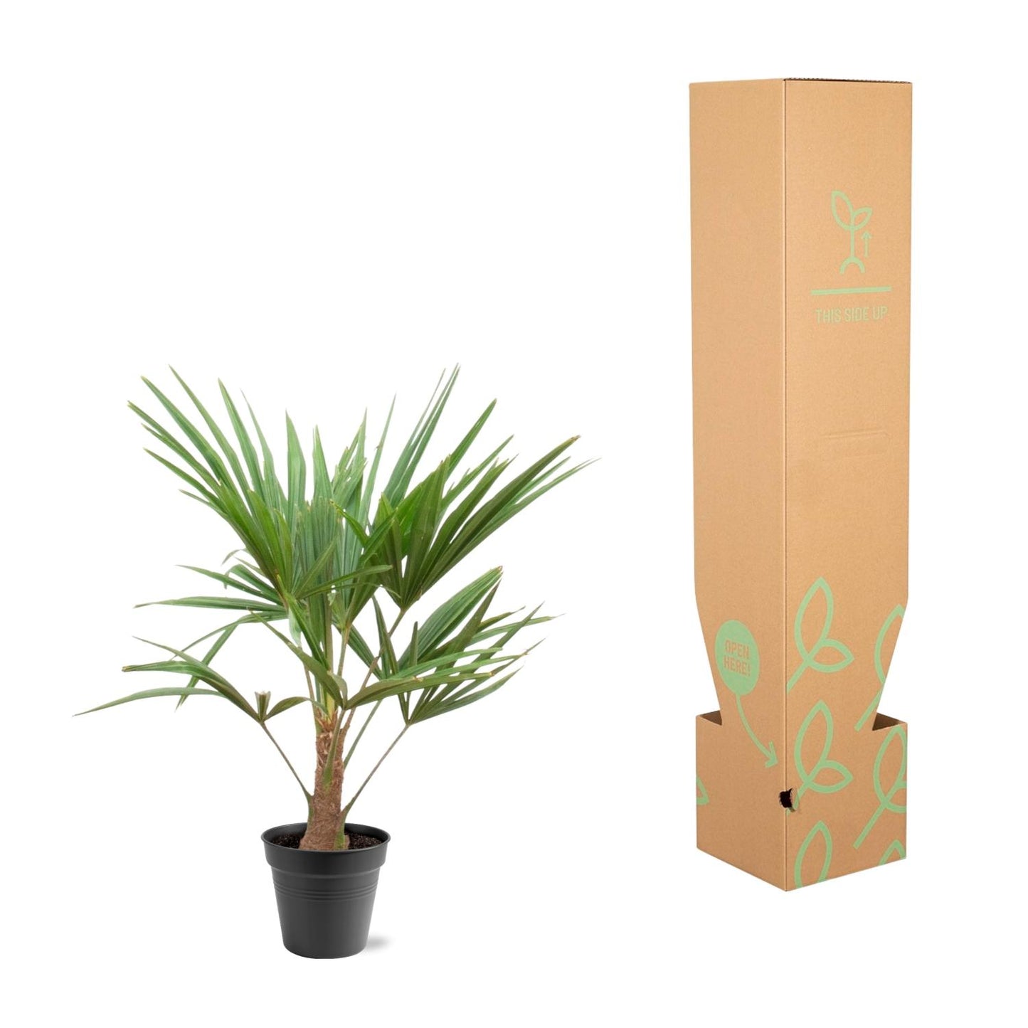 Hanfpalme - Trachycarpus Fortunei - 90-100cm - Ø21
