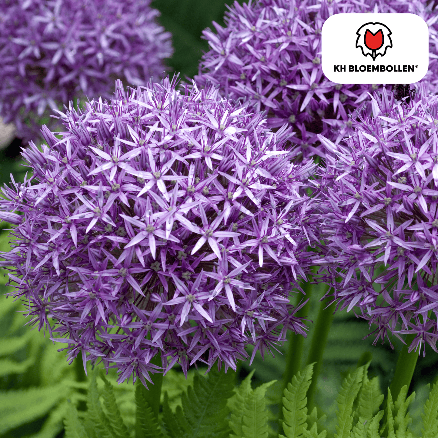 Allium-Zwiebeln - Globemaster - 5 Stück