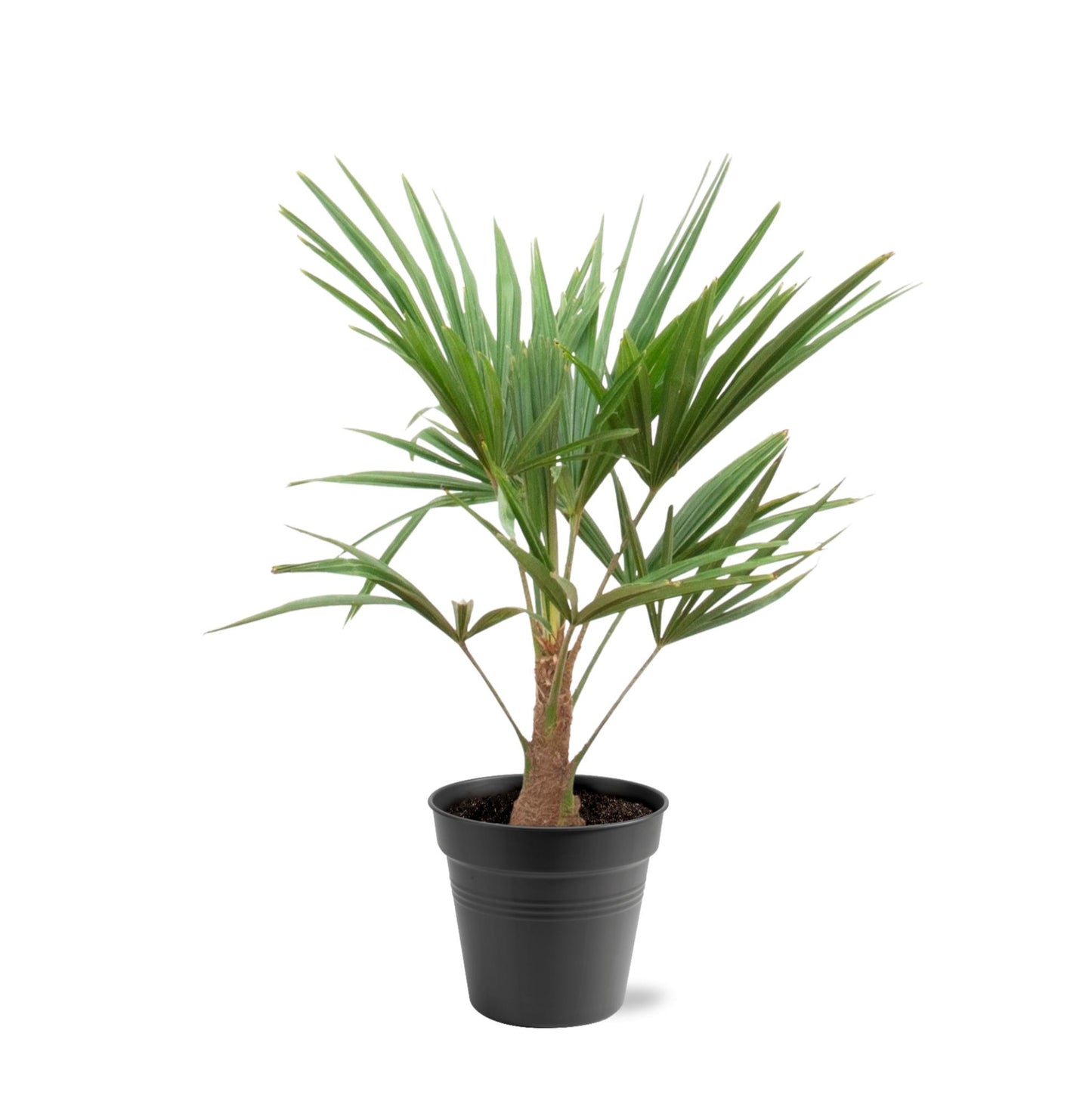 Hanfpalme - Trachycarpus Fortunei - 90-100cm - Ø21