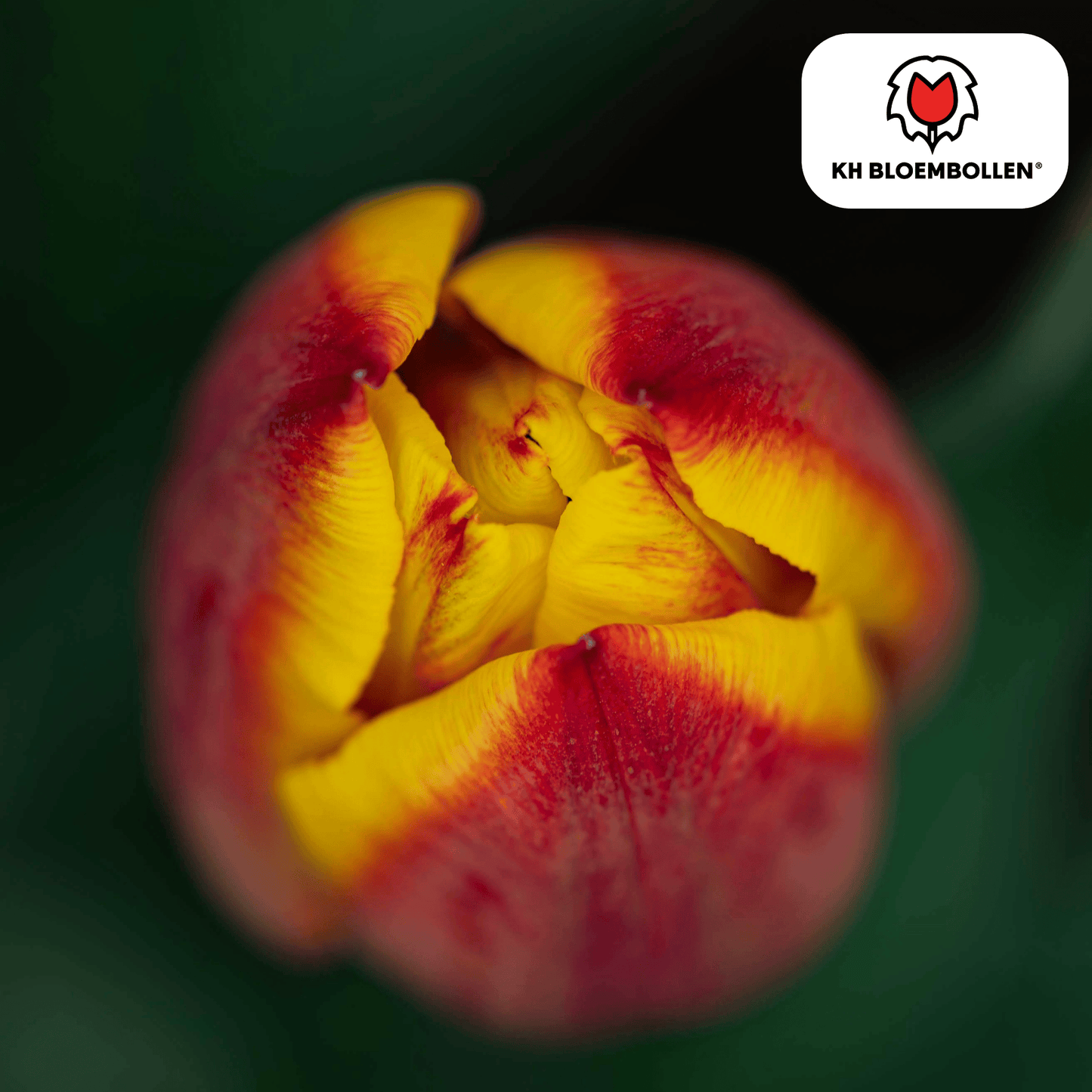 Tulpen-Zwiebeln - Jan Seignette – 20 Stück