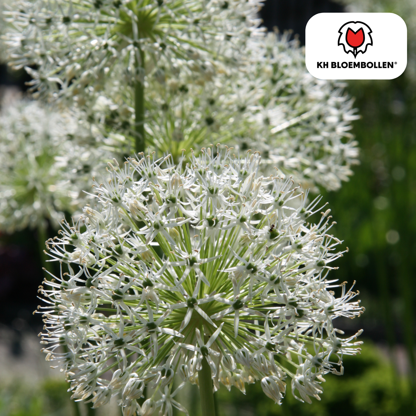 Allium-Zwiebeln - White Giant - 5 Stück