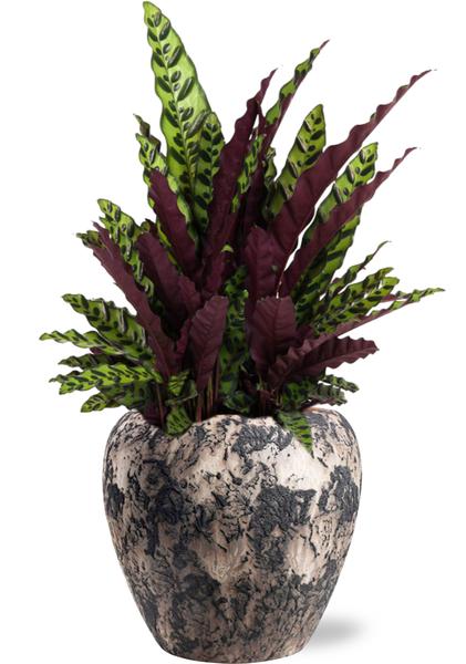 Calathea Lancifolia - Ø27cm - ↕70cm + Doug Pot D29x26cm - Schwarz Beige
