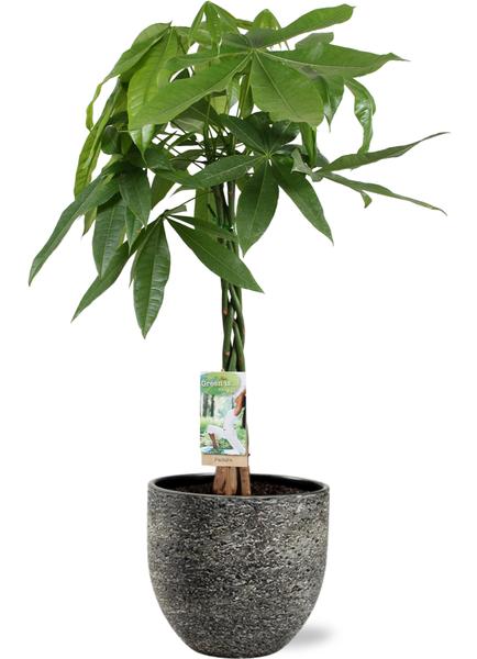 Pachira Aquatica - Ø21cm - ↕90cm + Tim Pot D24x22cm - Schwarz Weiß