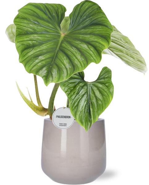 Philodendron Plowmanii - Ø15cm - ↕50cm + Puglia Pot D16,5/18x16cm - Grau