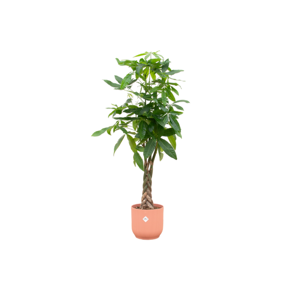 Pachira Aquatica Ø30 - 150 cm + farbiger Übertopf