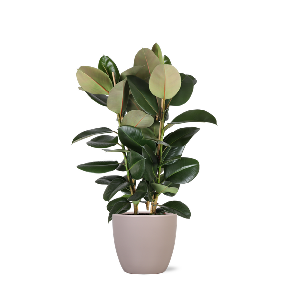 Ficus Elastica Robusta Ø27cm - ↕115cm + Übertopf