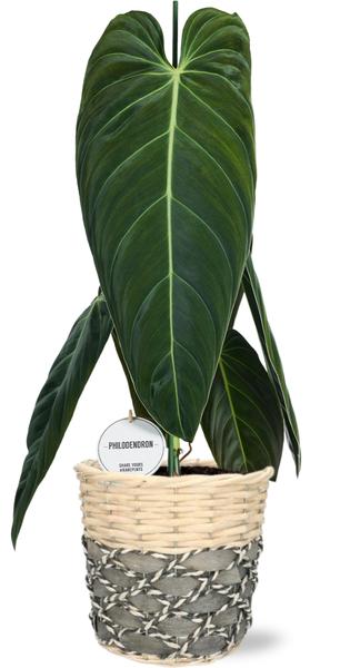 Philodendron Melanochrysum - Ø21cm - ↕75cm + Lexi Pot D23x21cm - Grau