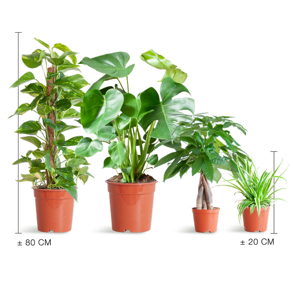 4er Set pflegeleichte Pflanzen