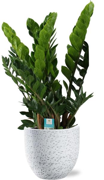 Zamioculcas Zamiifolia - Ø21cm - ↕80cm + Tim Pot D24x22cm - Weiß
