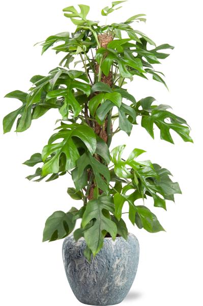 Monstera Minima - Ø19cm - ↕80cm + Doug Pot D20x18cm - Grau Weiß