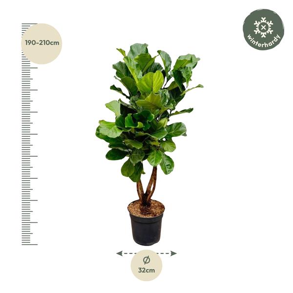 Ficus Lyrata verzweigt Ø32 200cm