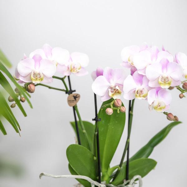 Set Rosa Phalaenopsis Orchidee Portugal + Sukkulente inkl. Keramik-Dekotöpfen