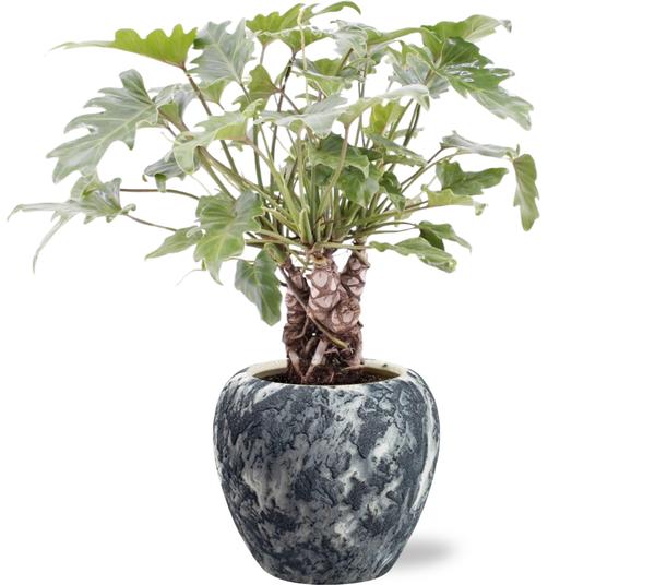 Philodendron Xanadu Op Stam - Ø17cm - ↕40cm + Doug Pot D18x16cm - Schwarz Weiß