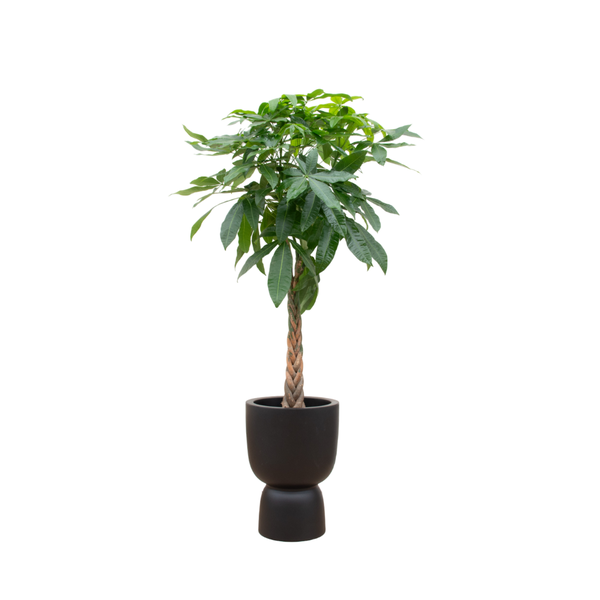 Pachira Aquatica mit schwarzem Topf Ø41 - 210 cm