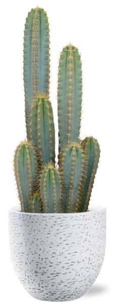 Pilosocereus Azureus - Ø21cm - ↕55cm + Tim Pot D24x22cm - Weiß