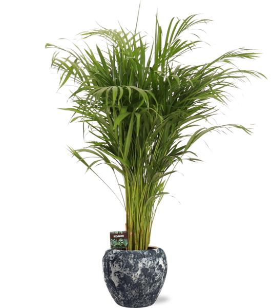 Dypsis Lutescens - Ø21cm - ↕110cm + Doug Pot D24x22cm - Schwarz Weiß