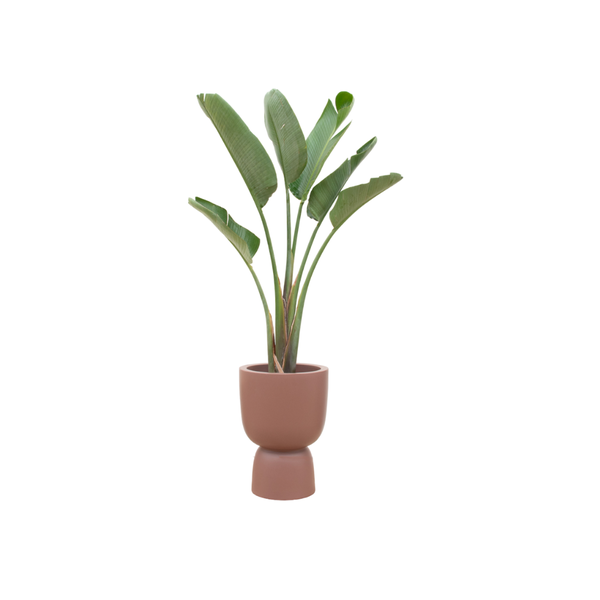 Strelitzia Augusta mit braunem Topf Ø41 - 210 cm
