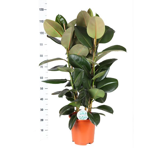 Ficus Elastica Robusta Ø27cm - ↕115cm + Übertopf