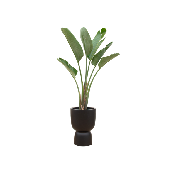 Strelitzia Augusta mit schwarzem Topf Ø41 - 210 cm