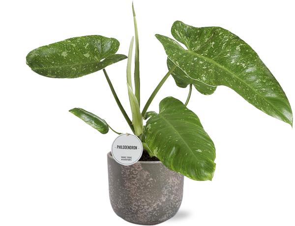 Philodendron Jose Buono - Ø15cm - ↕45cm + Natan Pot D17x15cm - Grau