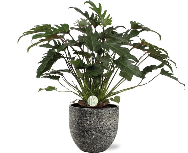 Philodendron Xanadu - Ø21cm - ↕65cm + Tim Pot D24x22cm - Schwarz Weiß