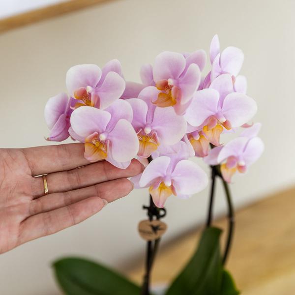 Set Rosa Phalaenopsis Orchidee Andorra + Sukkulente inkl. Keramik-Dekotöpfen