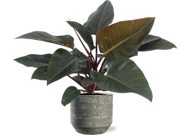Philodendron Congo Red - Ø27cm - ↕80cm + Lars Pot D29x26cm - Grau