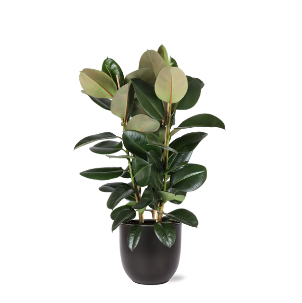 Ficus Elastica Robusta Ø27cm - ↕115cm + Übertopf