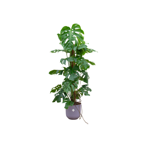 Monstera Pertusum Ø26 120cm + Übertopf