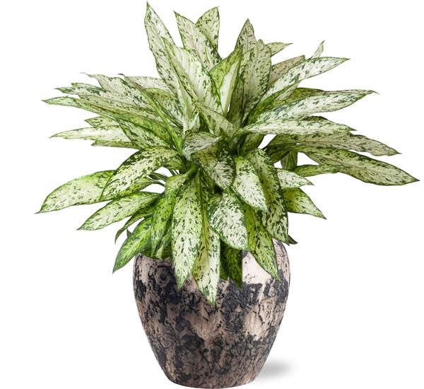 Dieffenbachia Vesuvius - Ø27cm - ↕80cm + Doug Pot D29x26cm - Schwarz Beige