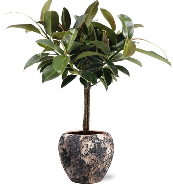 Ficus Elastica Melany - Ø21cm - ↕95cm + Doug Pot D24x22cm - Schwarz Beige
