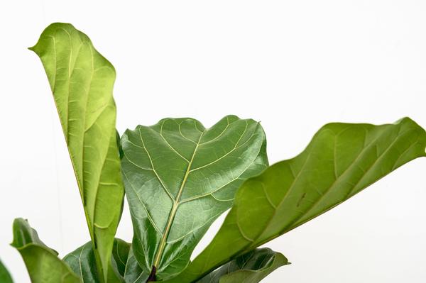 Ficus Lyrata verzweigt Ø32 200cm