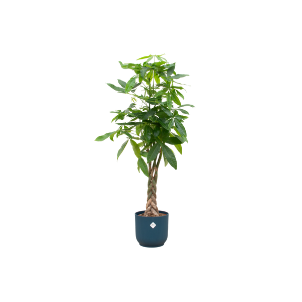 Pachira Aquatica Ø30 - 150 cm + farbiger Übertopf