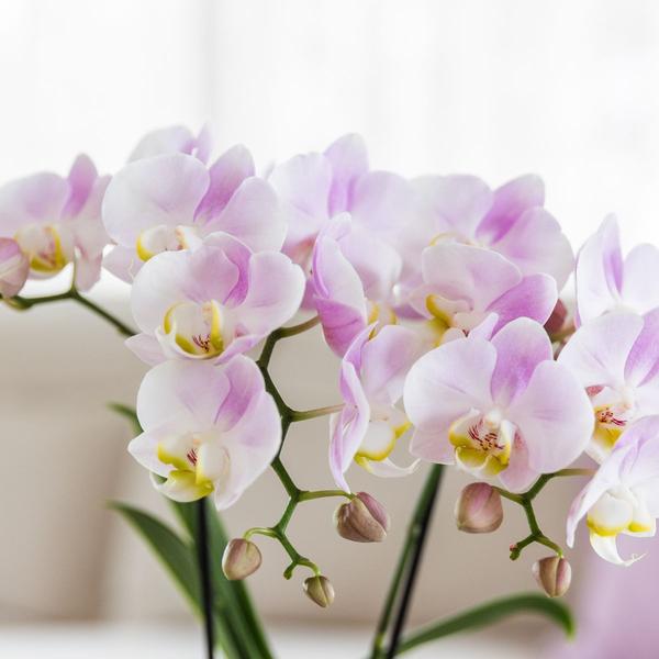 Set Rosa Phalaenopsis Orchidee Portugal + Sukkulente inkl. Keramik-Dekotöpfen