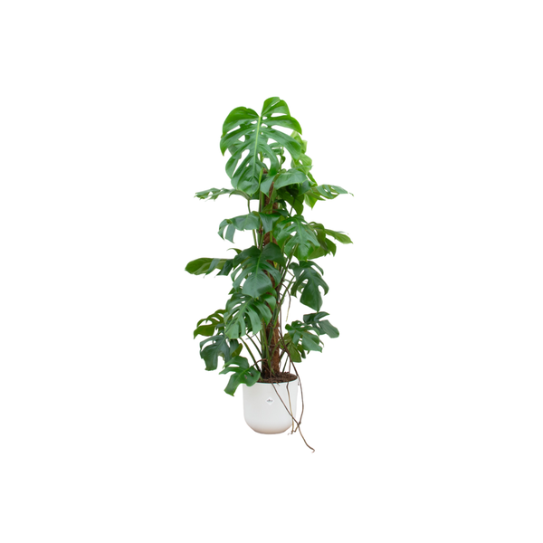 Monstera Pertusum Ø26 120cm + Übertopf