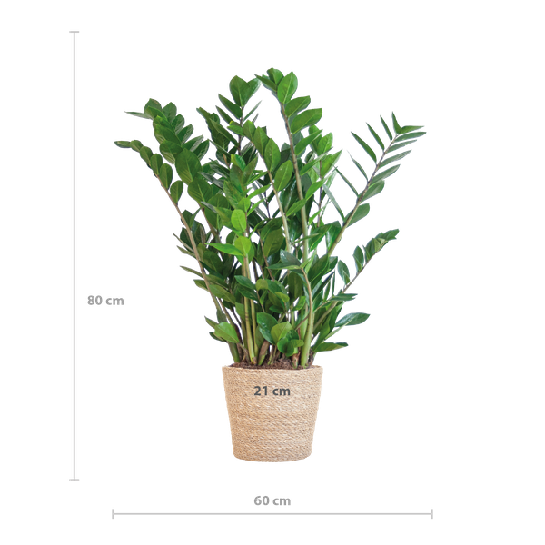Zamioculcas Zamiifolia mit Sofia-Korb natur - 80cm - Ø21