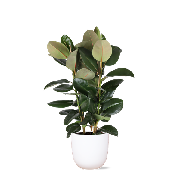 Ficus Elastica Robusta Ø27cm - ↕115cm + Übertopf