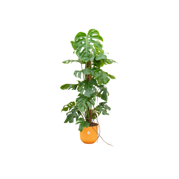 Monstera Pertusum Ø26 120cm + Übertopf