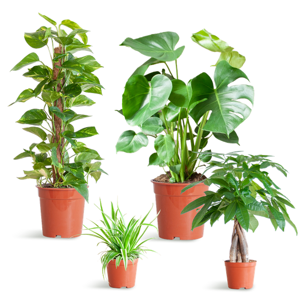 4er Set pflegeleichte Pflanzen