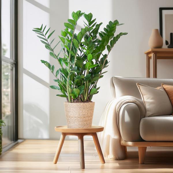 Zamioculcas Zamiifolia mit Sofia-Korb natur - 80cm - Ø21