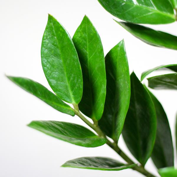 Zamioculcas Zamiifolia mit Sofia-Korb natur - 80cm - Ø21