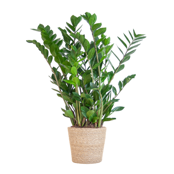 Zamioculcas Zamiifolia mit Sofia-Korb natur - 80cm - Ø21