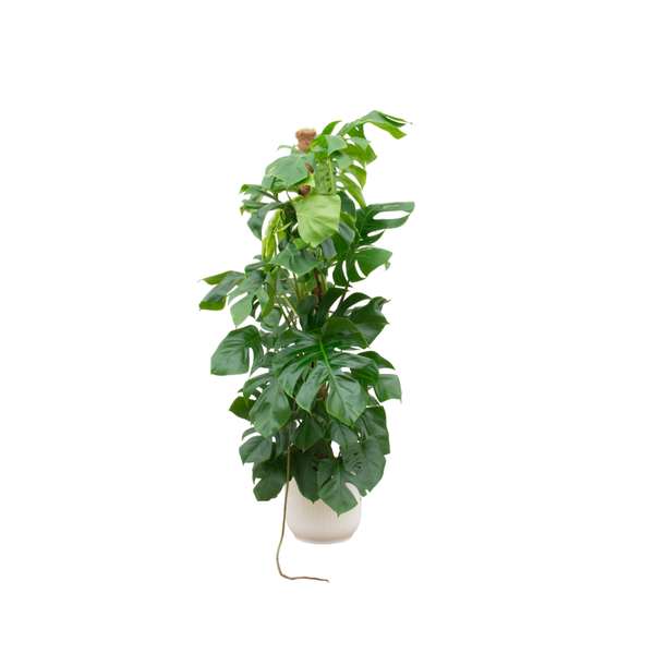 Monstera Pertusum Ø30 150cm + Übertopf
