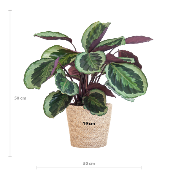Calathea Medaillon mit Sofia-Korb natur - 65cm - Ø21