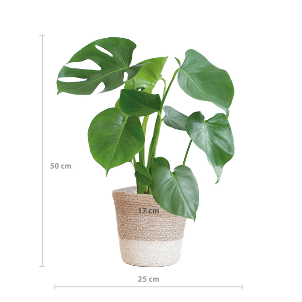 Monstera Deliciosa mit Lissabon Korb weiß- 50cm - Ø17