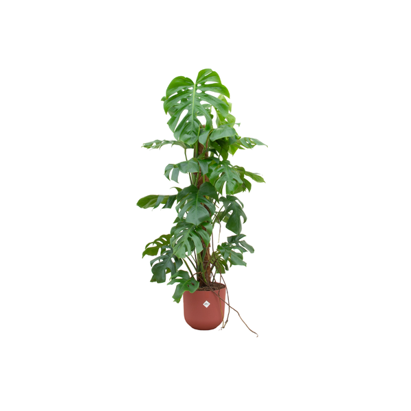 Monstera Pertusum Ø26 120cm + Übertopf