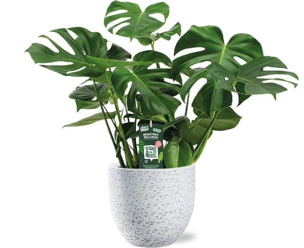 Monstera Deliciosa - Ø21cm - ↕65cm + Tim Pot D24x22cm - Weiß